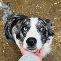 7 chiots border collie, 4 femelles, 3 males #5