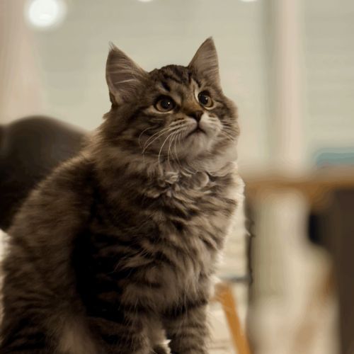 Chaton sibérien - loof