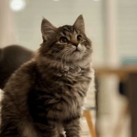 Chaton sibérien - loof #0