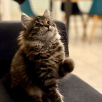 Chaton sibérien - loof #2