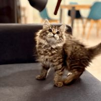 Chaton sibérien - loof #3