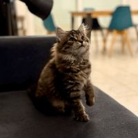 Chaton sibérien - loof #4