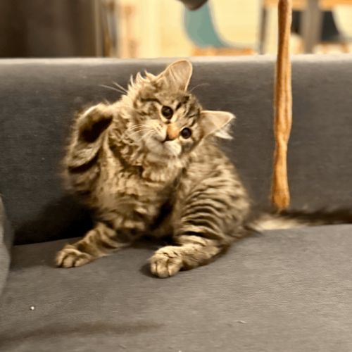 Vends chaton sibérien - femelle #1