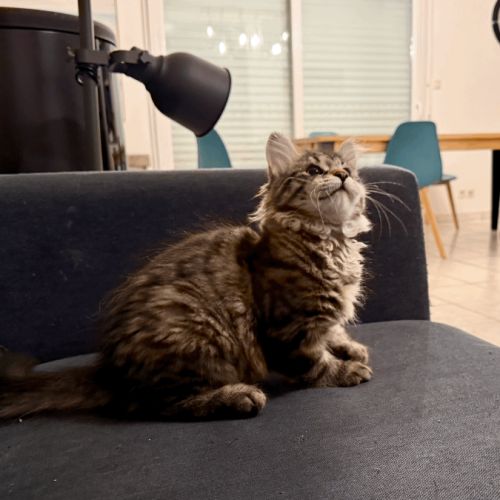 Vends chaton sibérien - femelle