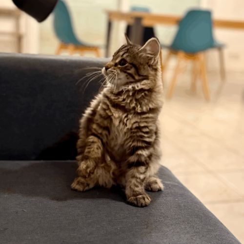 Vends chaton sibérien - femelle #4