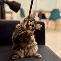 Vends chaton sibérien - femelle #3