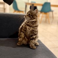 Vends chaton sibérien - femelle #4