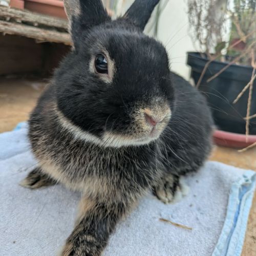 Nox - lapin mâle #0