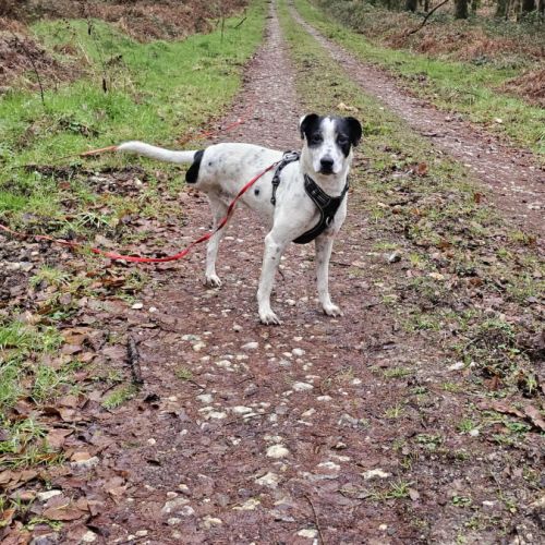 Vador l'adorable petit guerrier tripatte #4
