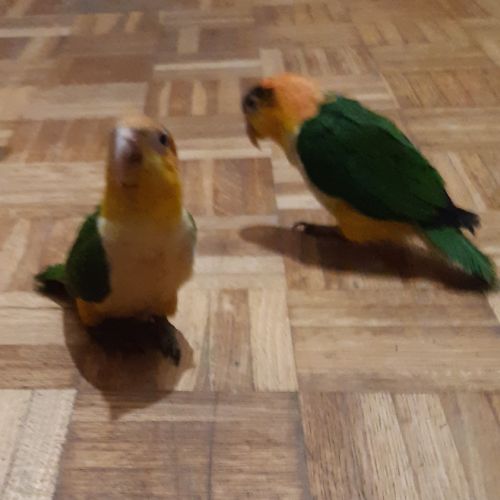Eam caique to, pyrrhuras molinae, roseicolis #5