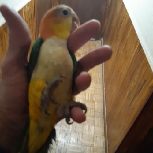 Eam caique to, pyrrhuras molinae, roseicolis #0