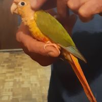 Eam caique to, pyrrhuras molinae, roseicolis #1