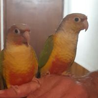 Eam caique to, pyrrhuras molinae, roseicolis #3