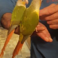 Eam caique to, pyrrhuras molinae, roseicolis #4