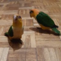 Eam caique to, pyrrhuras molinae, roseicolis #5