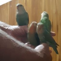 Eam caique to, pyrrhuras molinae, roseicolis #8