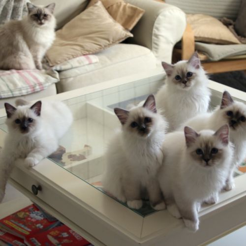 Chatons de couleur bleu et bleu tabby #1