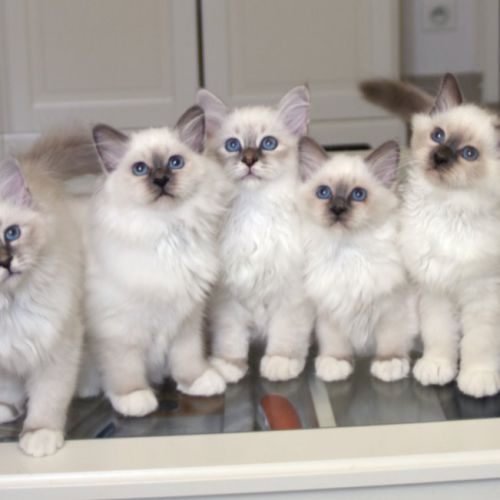 Chatons de couleur bleu et bleu tabby #2