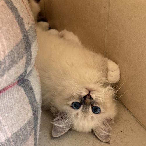 Chatons de couleur bleu et bleu tabby #0