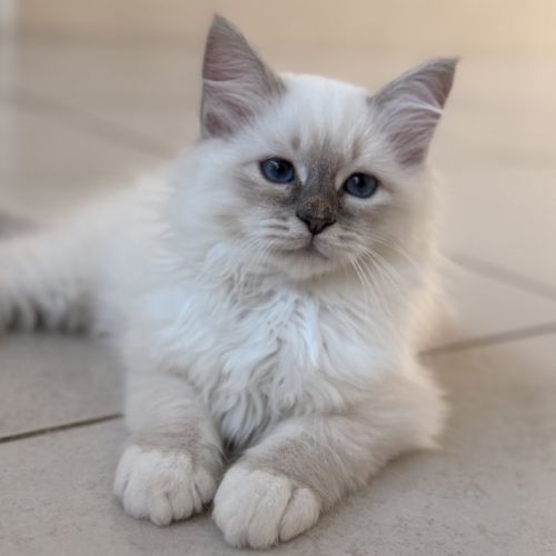 Chatons de couleur bleu et bleu tabby #5