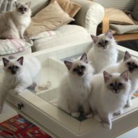 Chatons de couleur bleu et bleu tabby #1