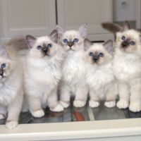Chatons de couleur bleu et bleu tabby #2