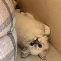 Chatons de couleur bleu et bleu tabby