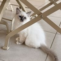 Chatons de couleur bleu et bleu tabby #4
