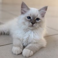 Chatons de couleur bleu et bleu tabby #5