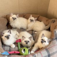 Chatons de couleur bleu et bleu tabby #6
