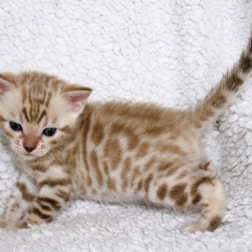 Chatons bengal loof #1