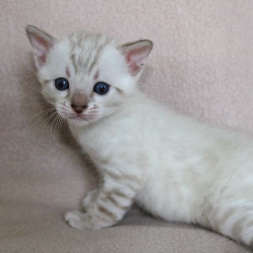 Chatons bengal loof #3