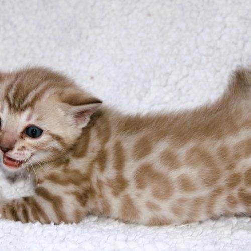 Chatons bengal loof #5
