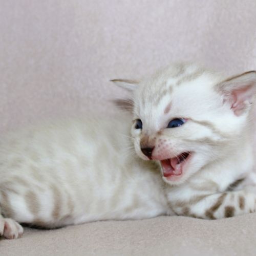 Chatons bengal loof #8