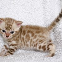 Chatons bengal loof #1