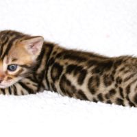 Chatons bengal loof #2