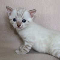 Chatons bengal loof #3