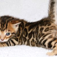 Chatons bengal loof #4