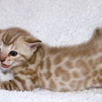 Chatons bengal loof #5