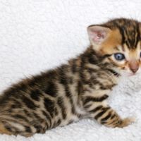 Chatons bengal loof #6
