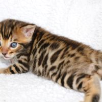 Chatons bengal loof