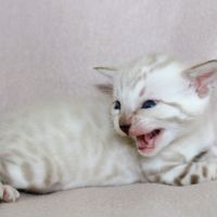 Chatons bengal loof #8