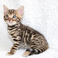 Chatons bengal loof