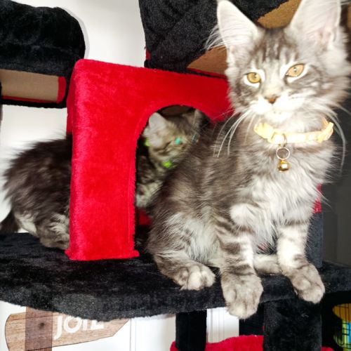 Chaton maine coon #1