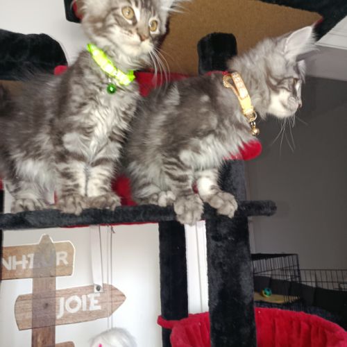 Chaton maine coon #2