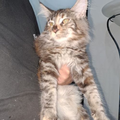 Chaton maine coon