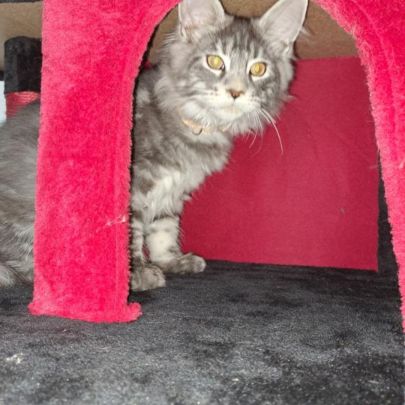 Chaton maine coon #4