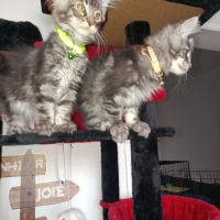 Chaton maine coon #2