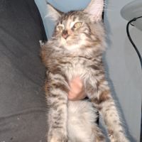 Chaton maine coon #0