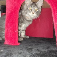 Chaton maine coon #4